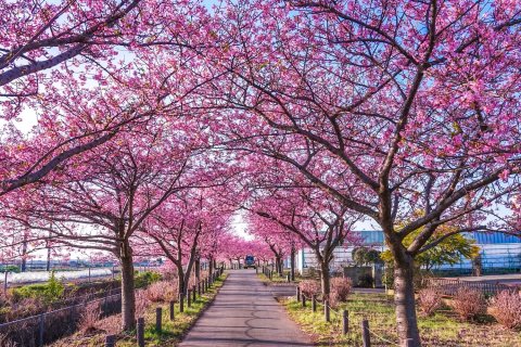 🏞️ 가나가와 현립 간논자키 공원 이미지 7